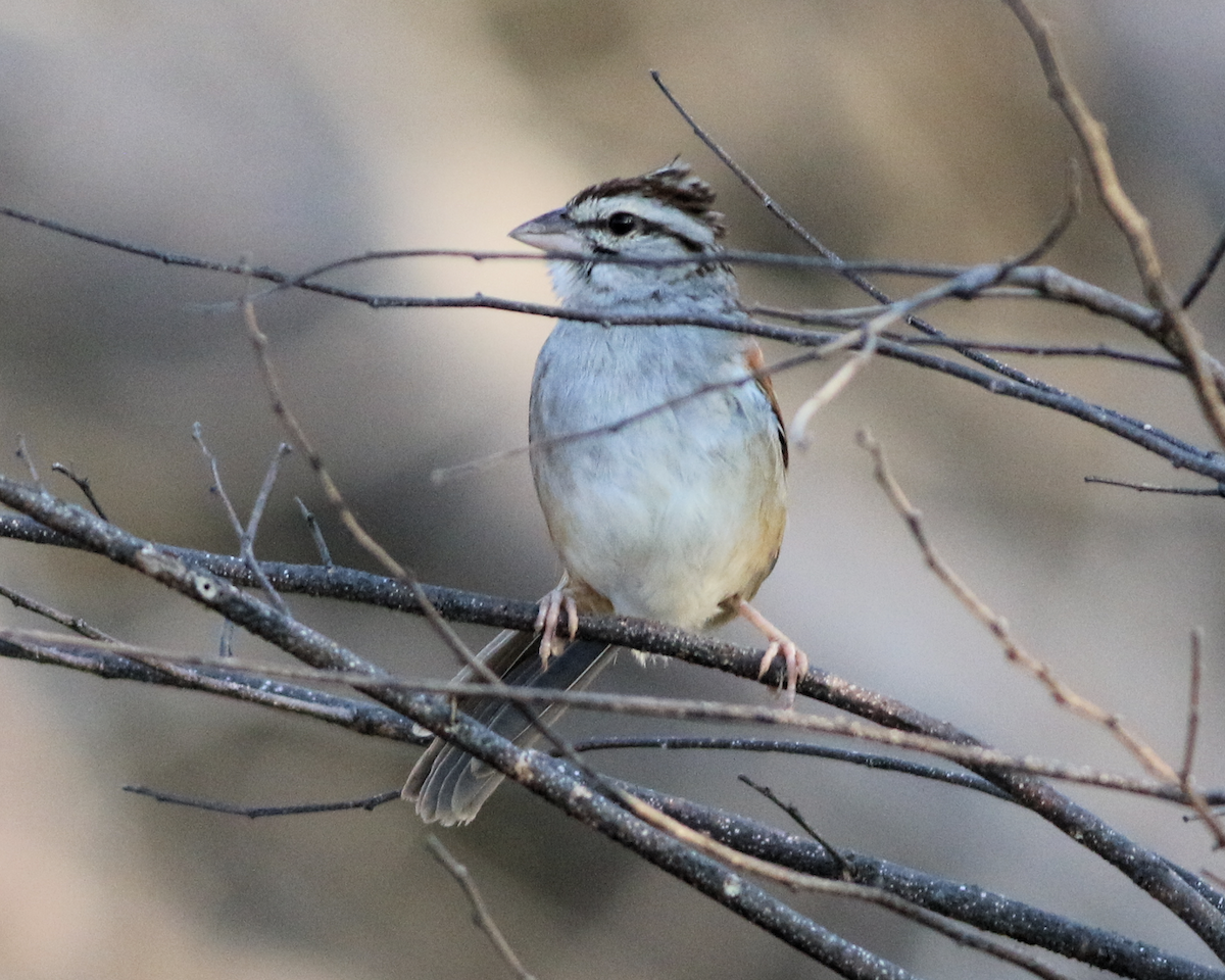 Cinnamon-tailed Sparrow - ML139771941