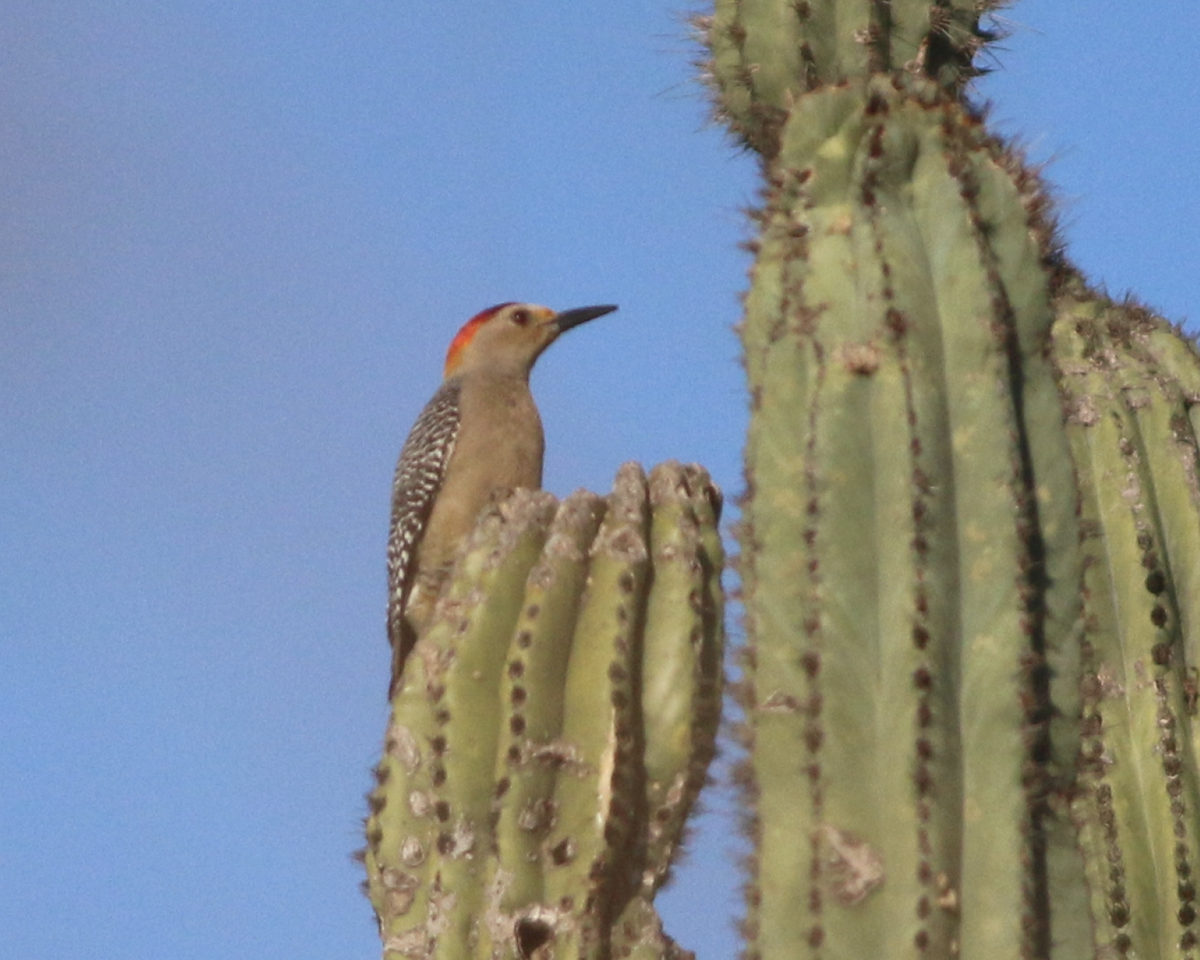 Golden-fronted Woodpecker (West Mexico) - Lance Benner