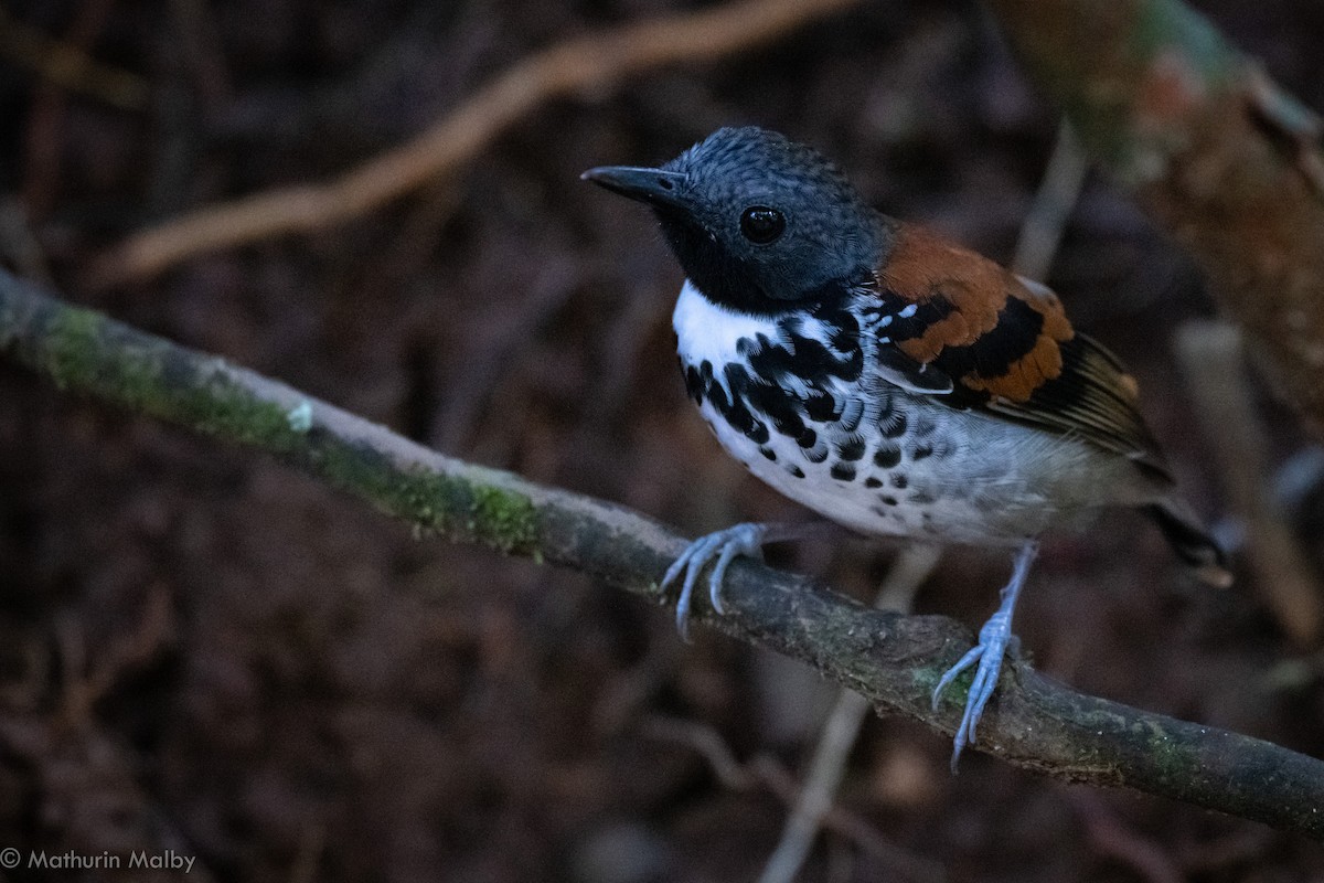Spotted Antbird - ML139773221