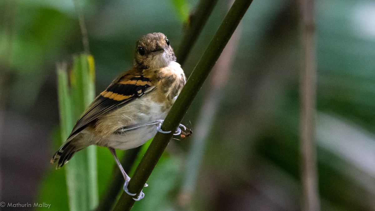 Spotted Antbird - Mathurin Malby