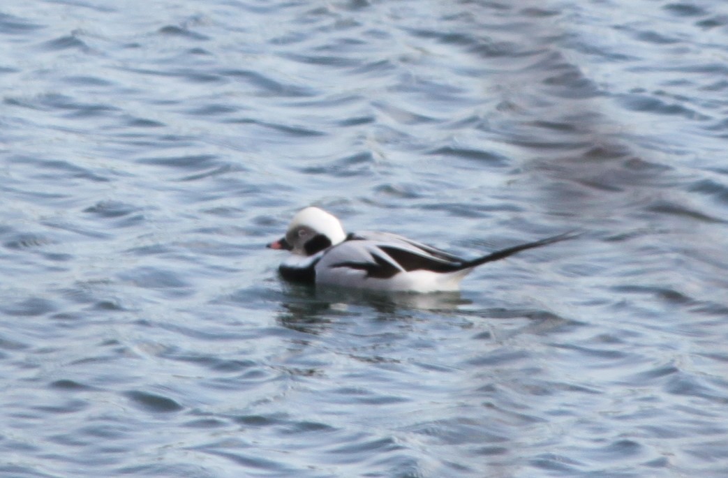 Long-tailed Duck - ML139773451