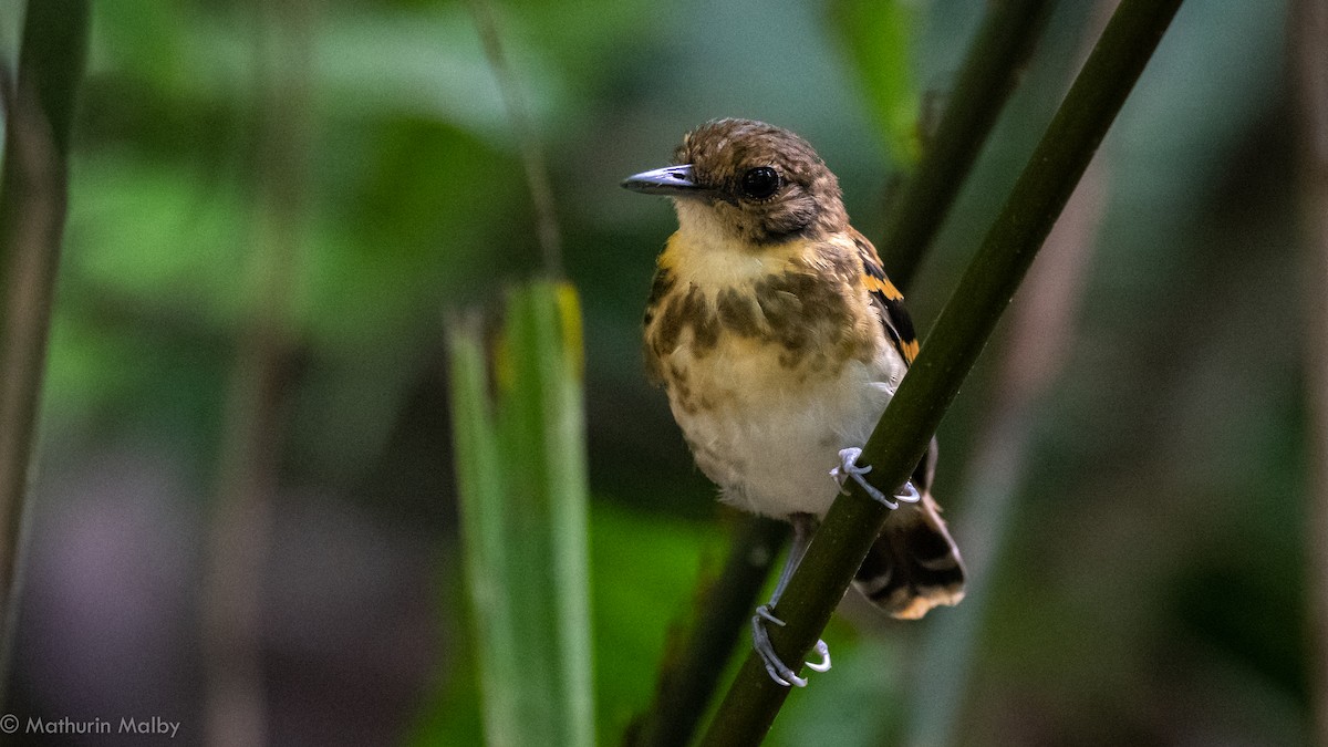 Spotted Antbird - Mathurin Malby