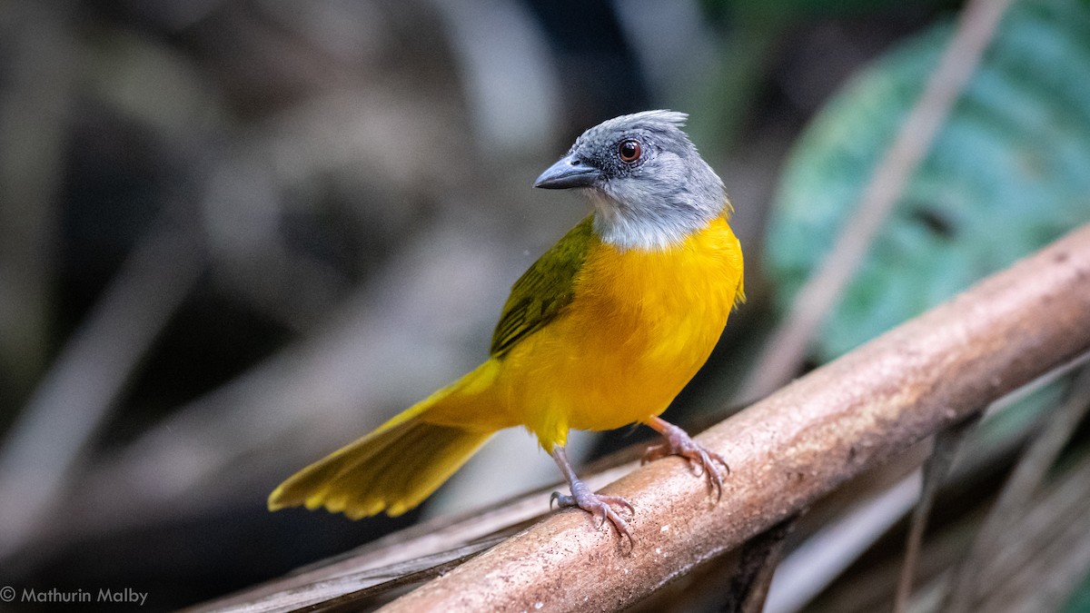 Gray-headed Tanager - Mathurin Malby