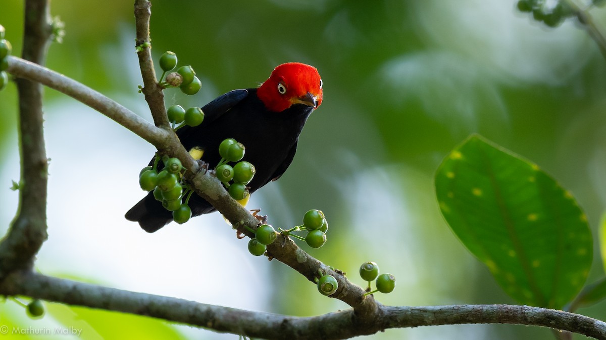 Red-capped Manakin - ML139773831