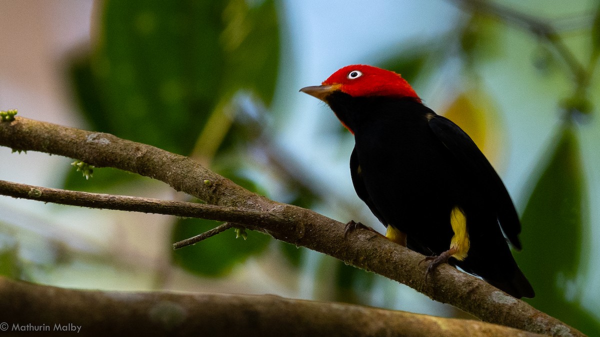 Red-capped Manakin - ML139773841