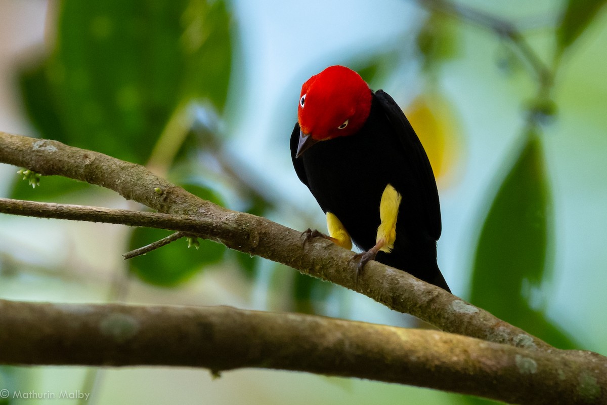 Red-capped Manakin - ML139773851