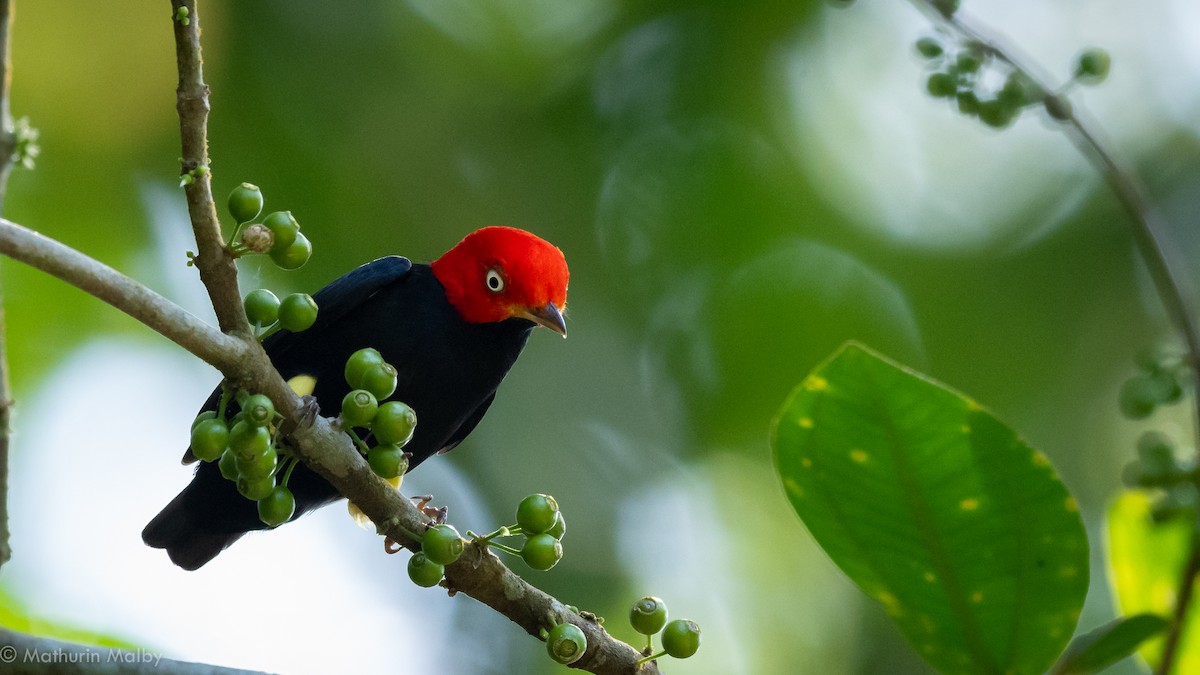 Red-capped Manakin - Mathurin Malby
