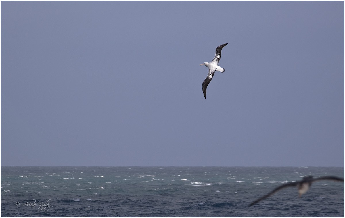 Snowy/Tristan/Antipodean Albatross - Arlene Ripley