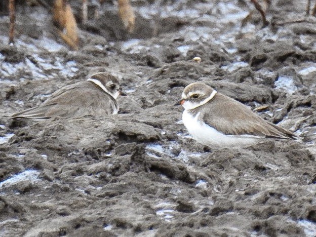 Semipalmated Plover - ML139774991
