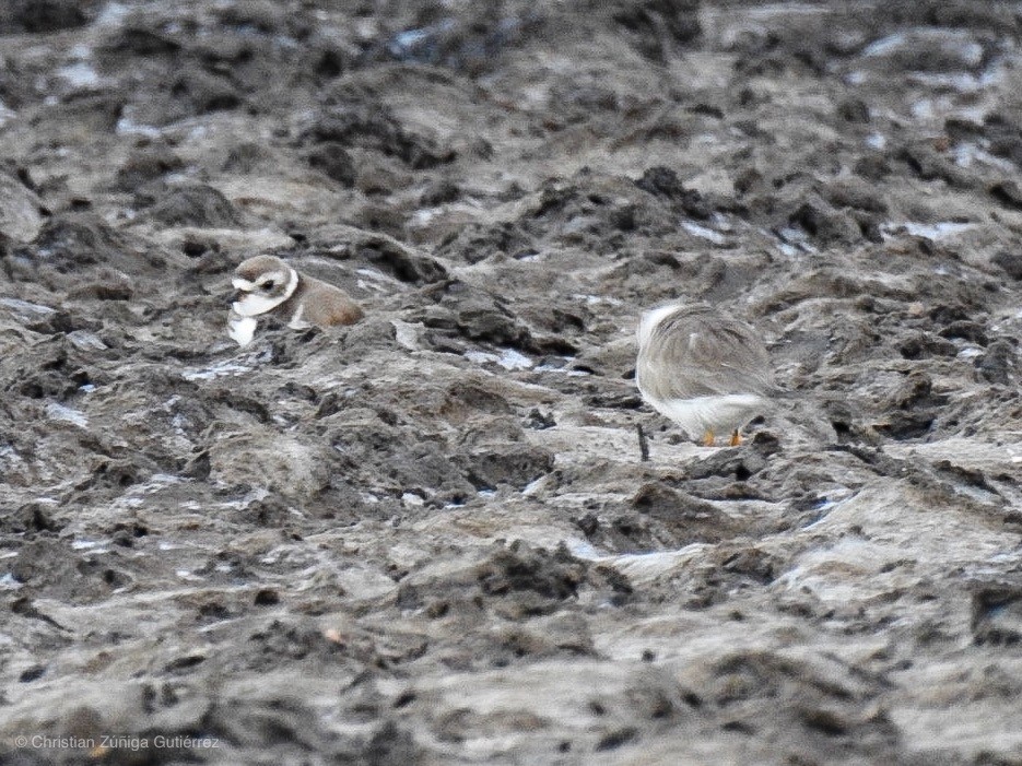 Semipalmated Plover - ML139775001