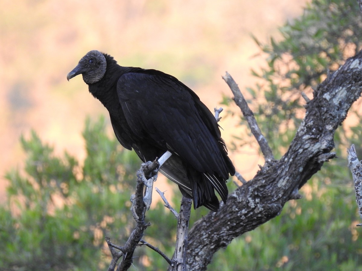 Black Vulture - ML139775341