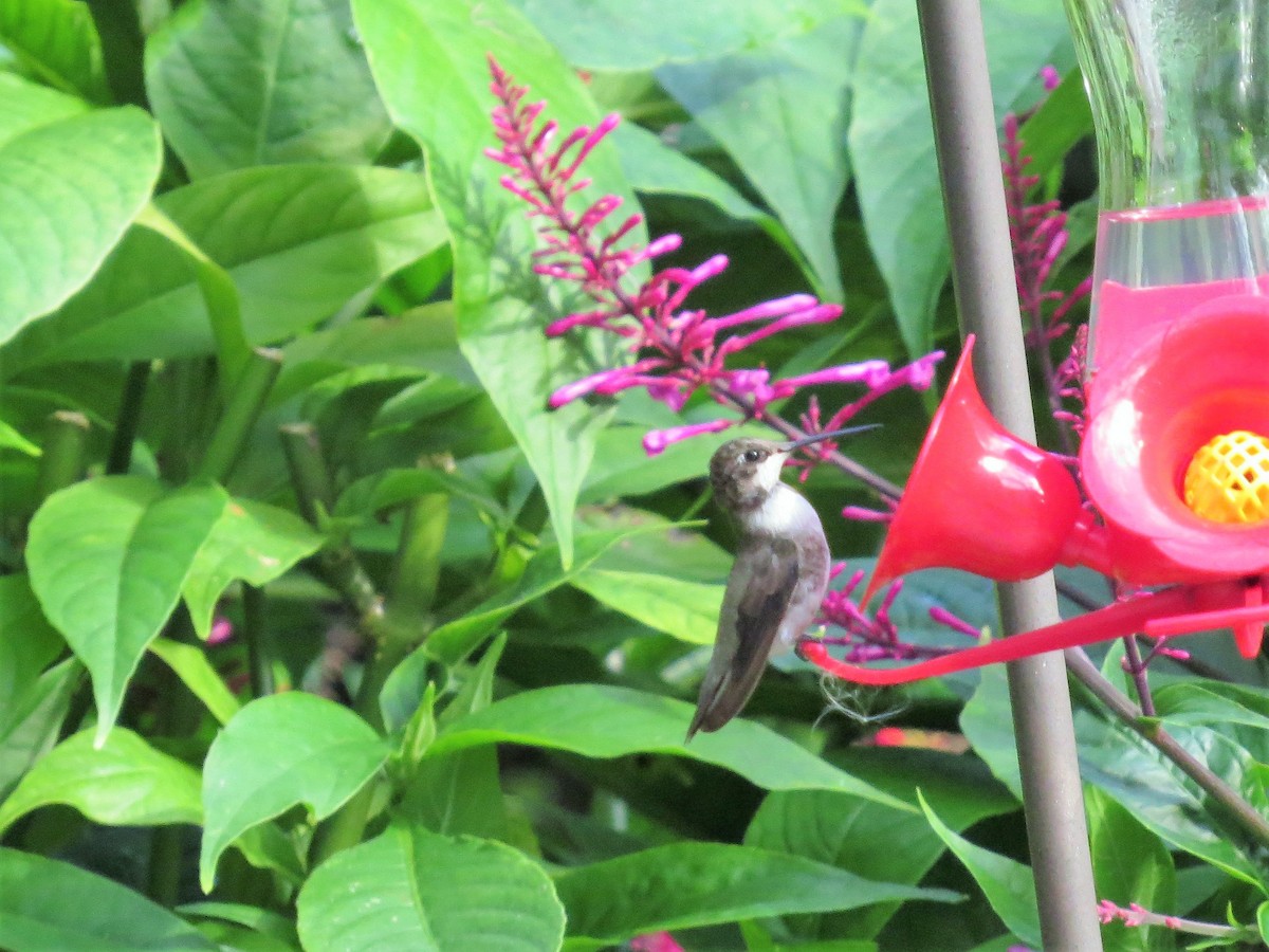 Black-chinned Hummingbird - ML139776291