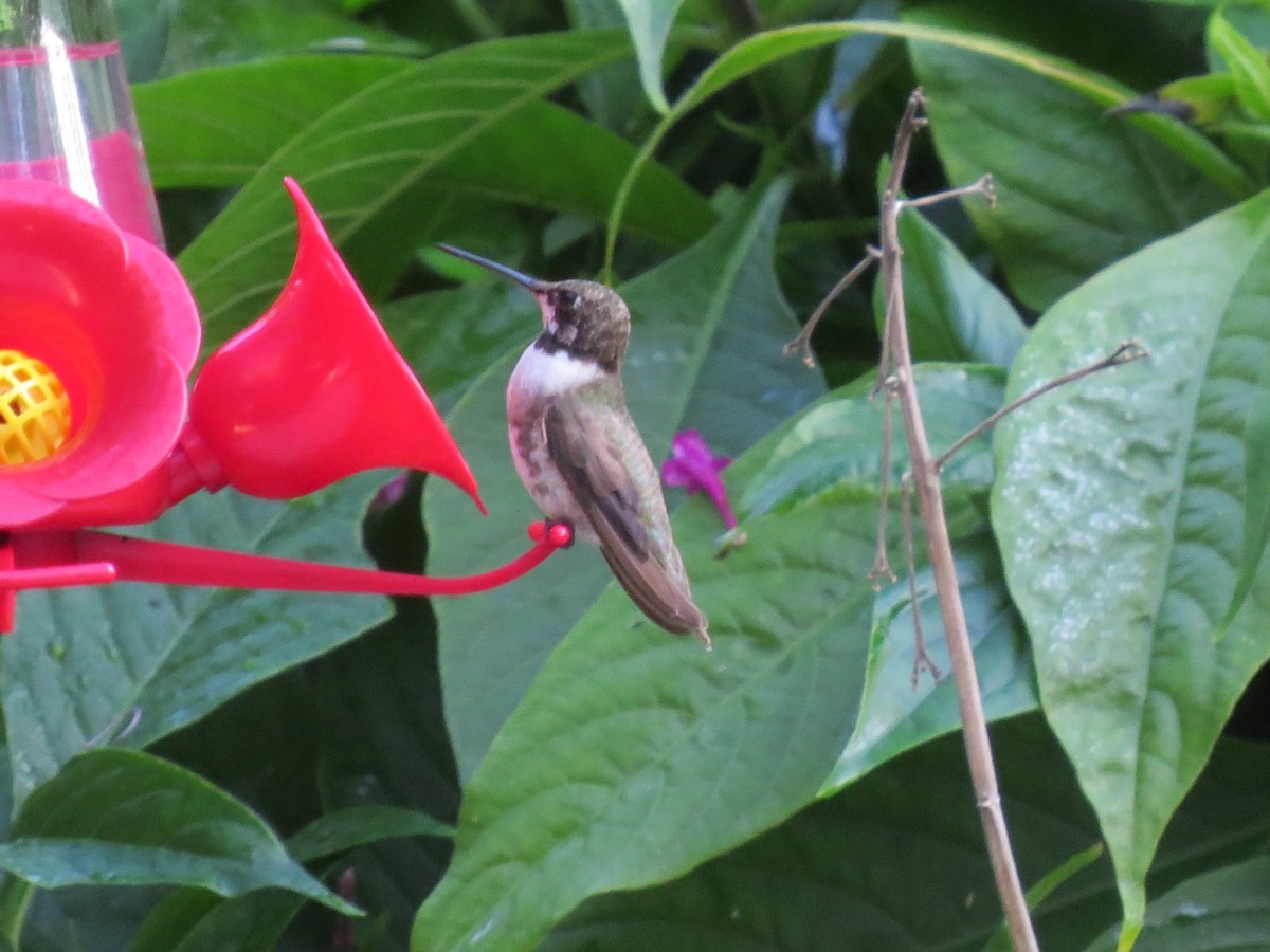 Black-chinned Hummingbird - Audrey Whitlock