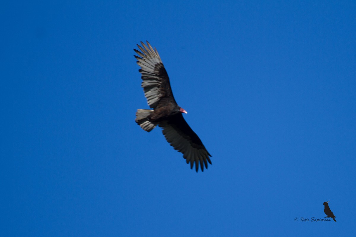 Turkey Vulture (Northern) - Neto Espinossa