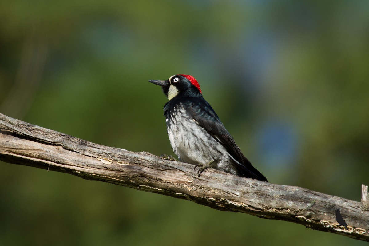 Acorn Woodpecker (Acorn) - Neto Espinossa