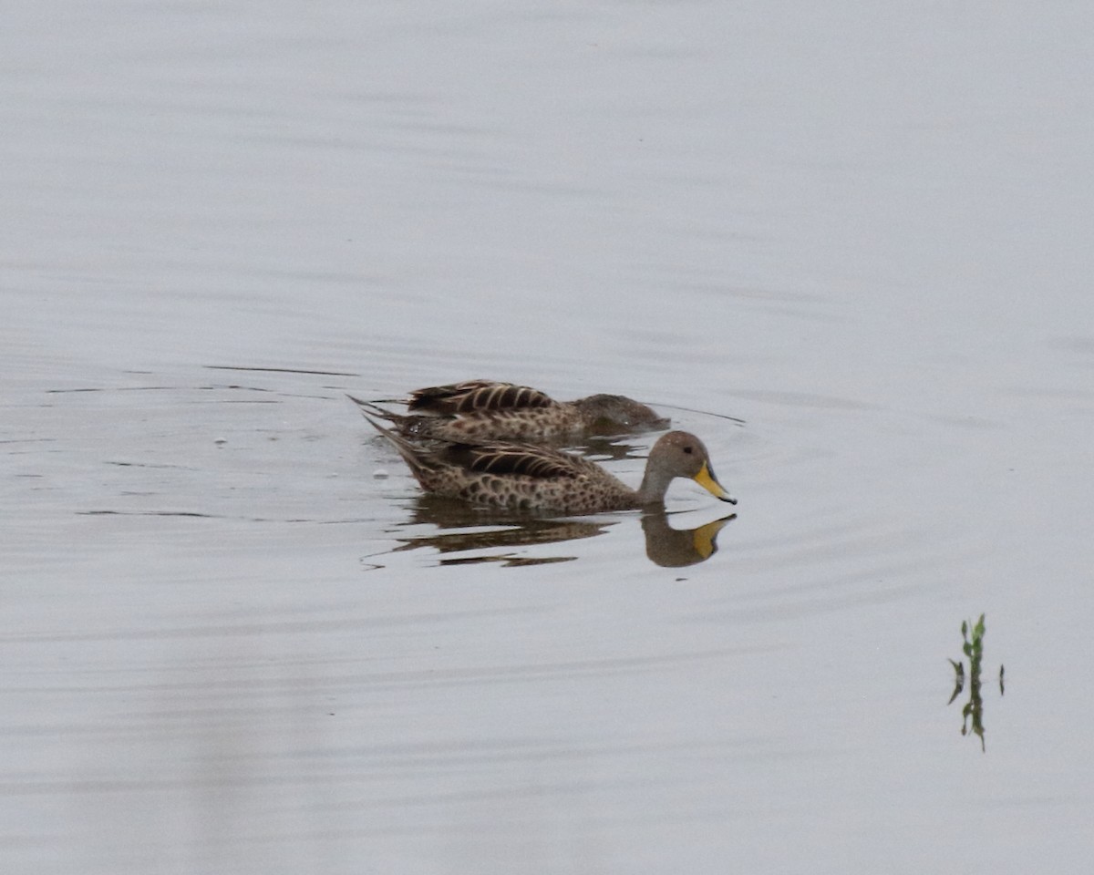 Yellow-billed Pintail (South American) - Mike V.A. Burrell