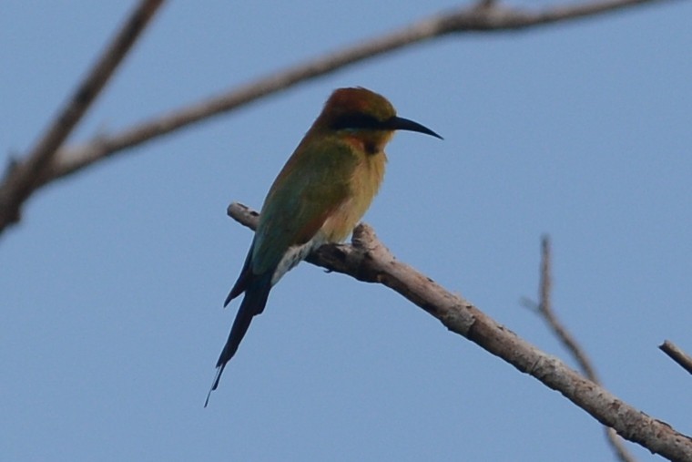 Rainbow Bee-eater - Cathy Pasterczyk