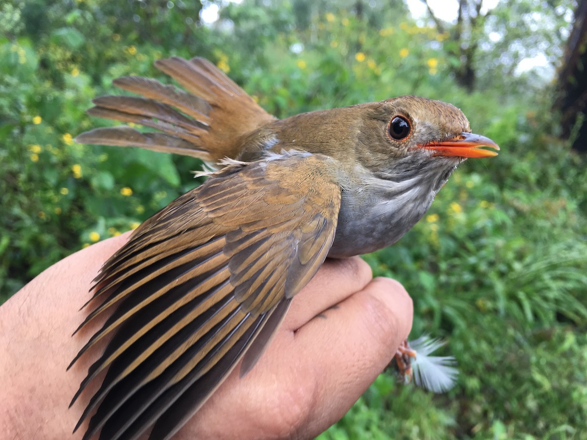 Orange-billed Nightingale-Thrush - Neto Espinossa