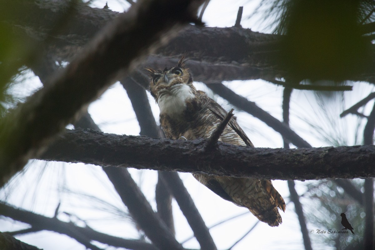 Great Horned Owl - Neto Espinossa