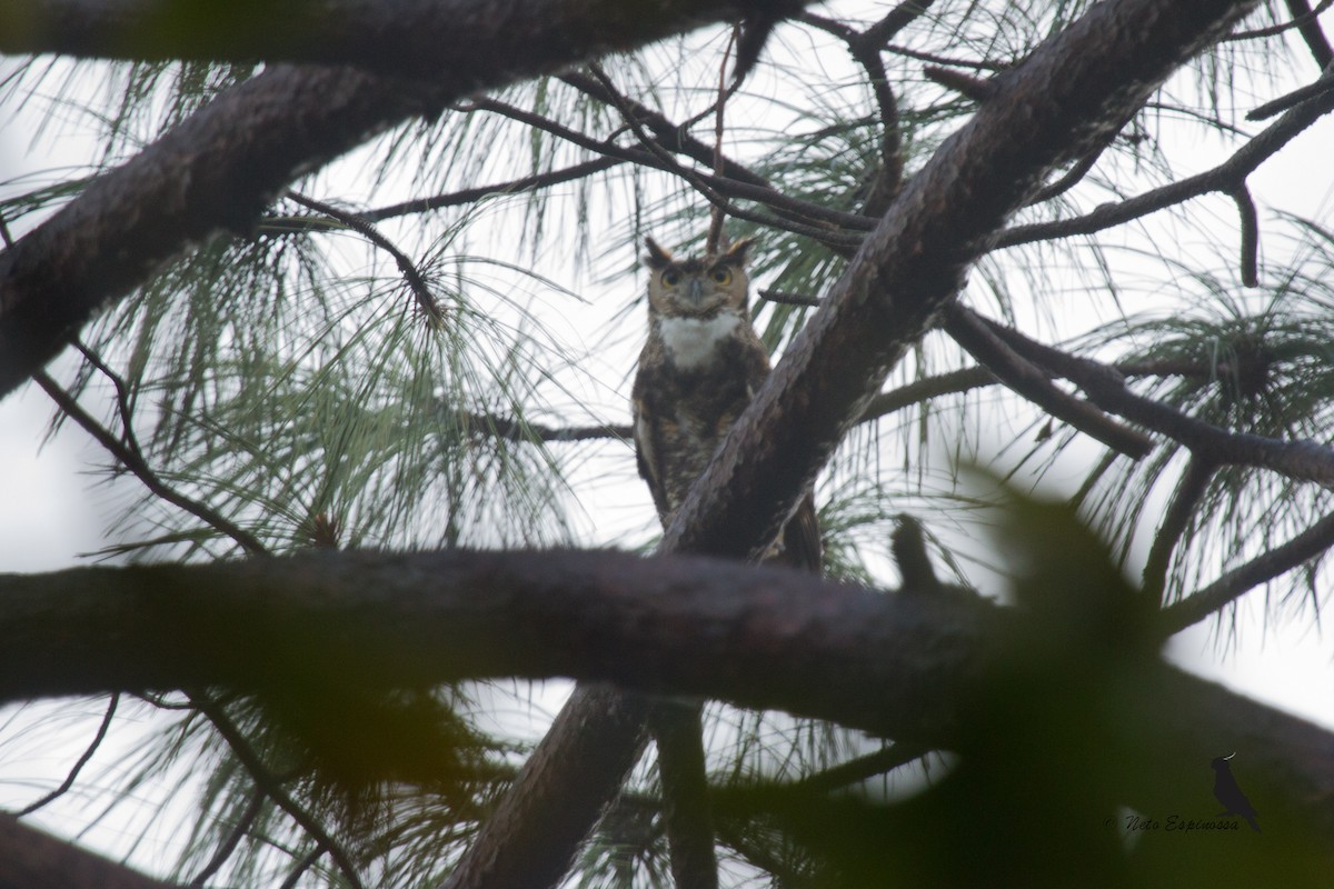 Great Horned Owl - ML139780461