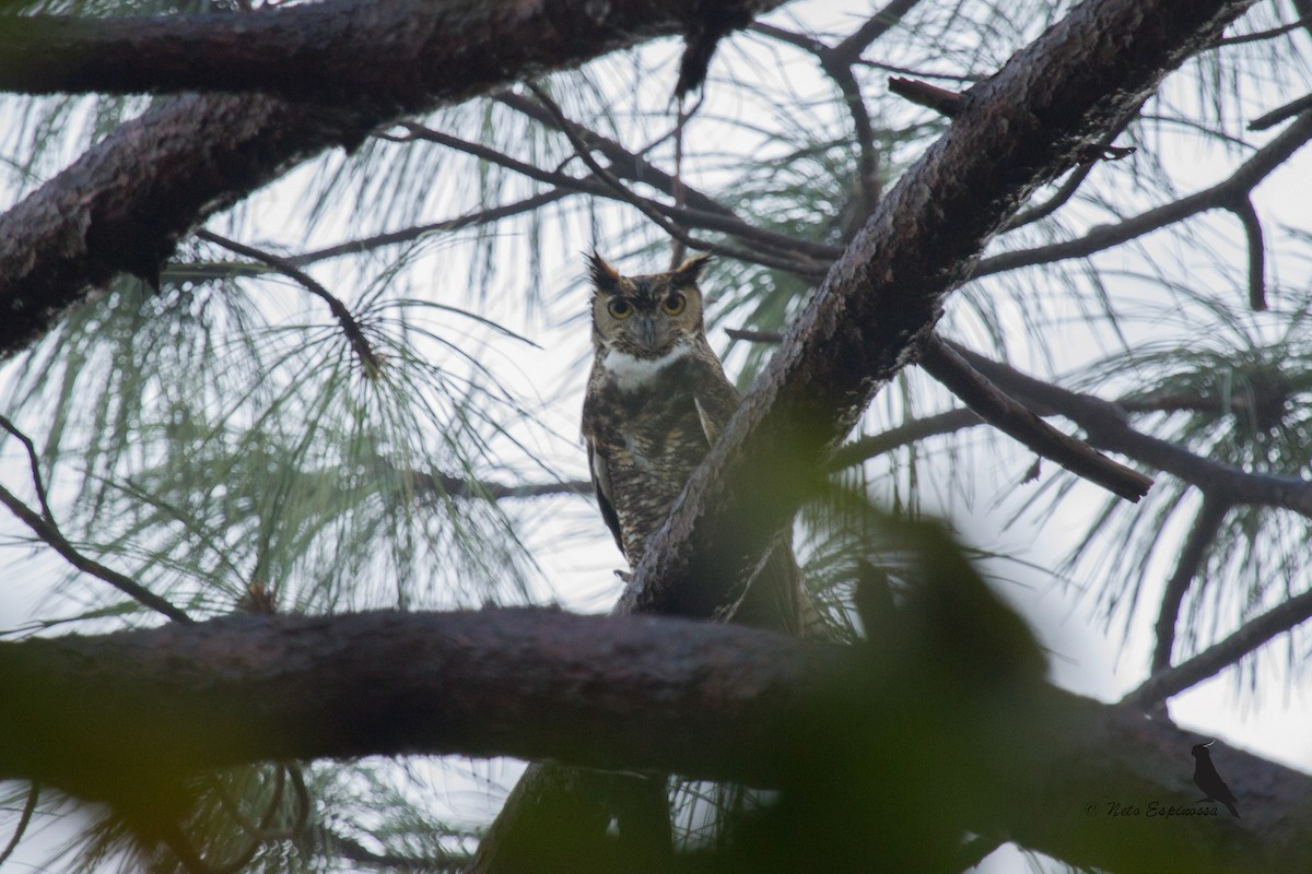 Great Horned Owl - ML139780491