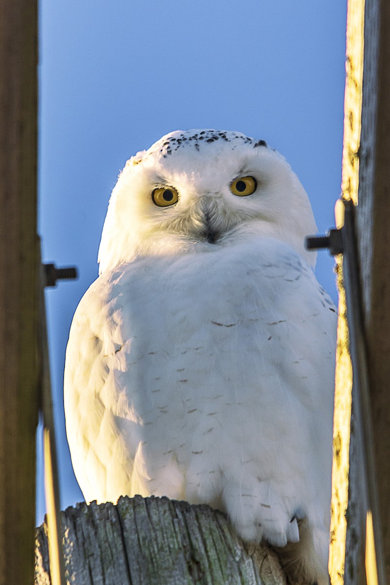 Snowy Owl - ML139780521