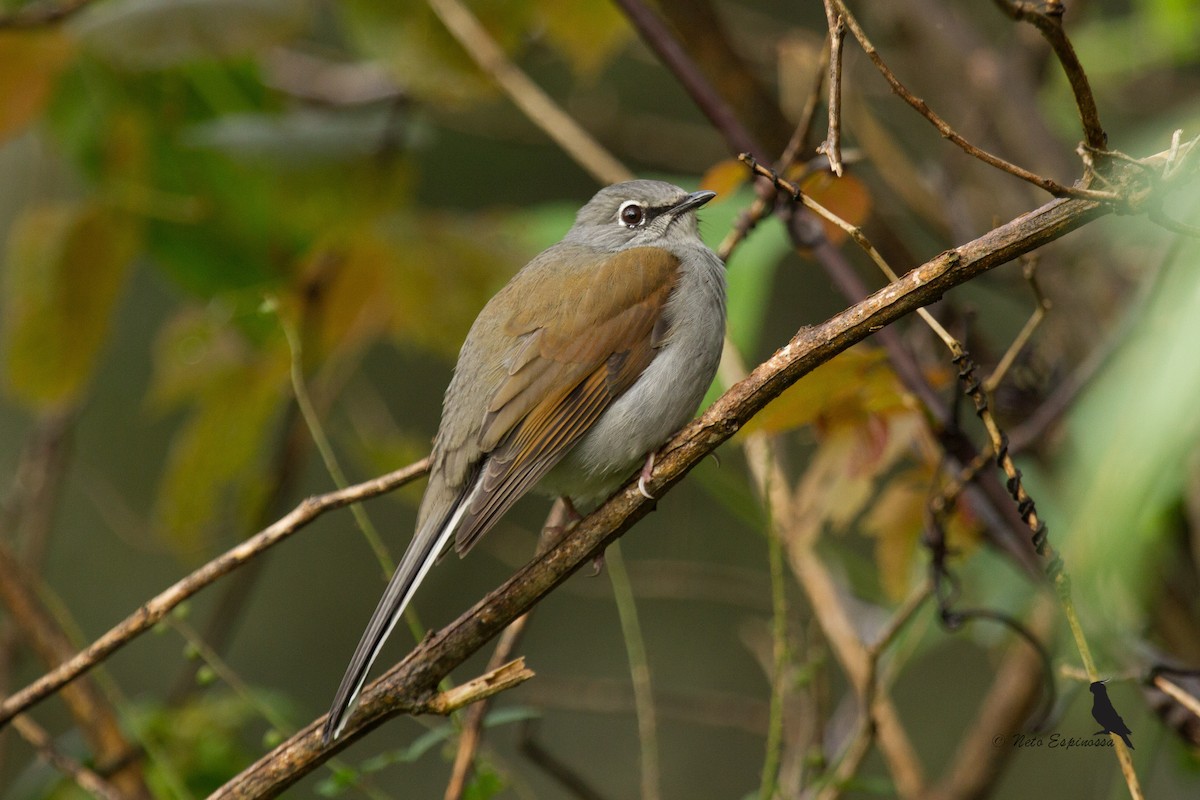 Brown-backed Solitaire - ML139781061
