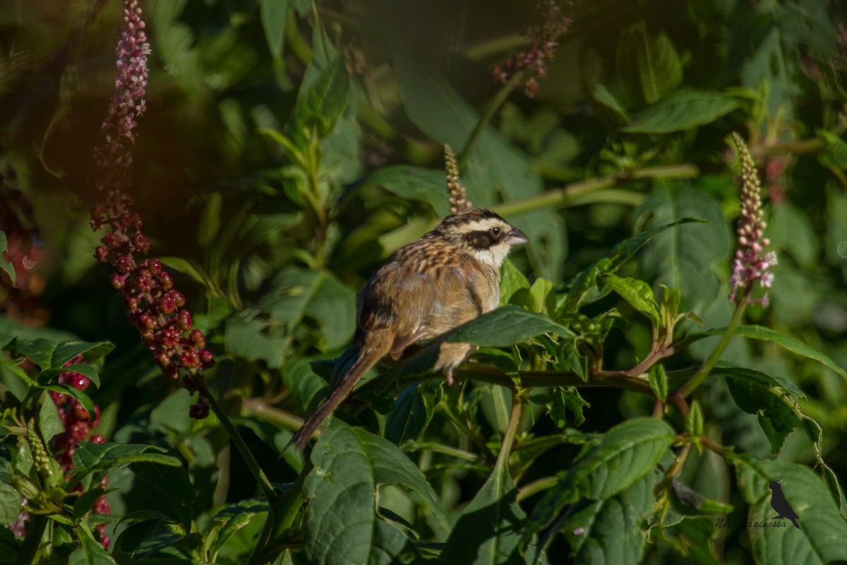 Stripe-headed Sparrow - ML139781201