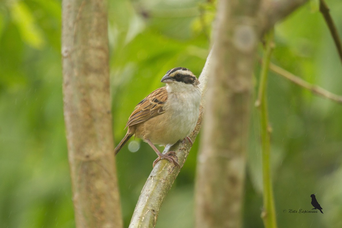 Stripe-headed Sparrow - ML139781211