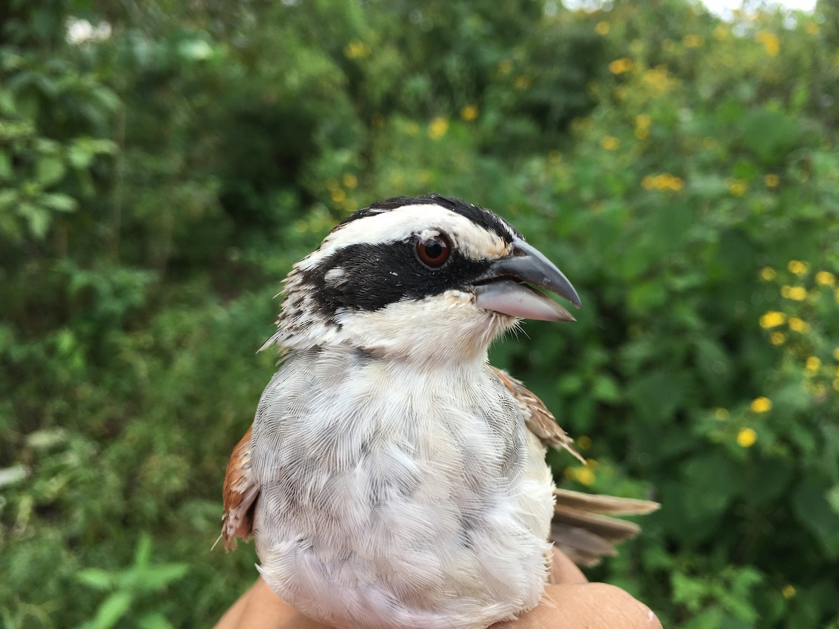 Stripe-headed Sparrow - ML139781281