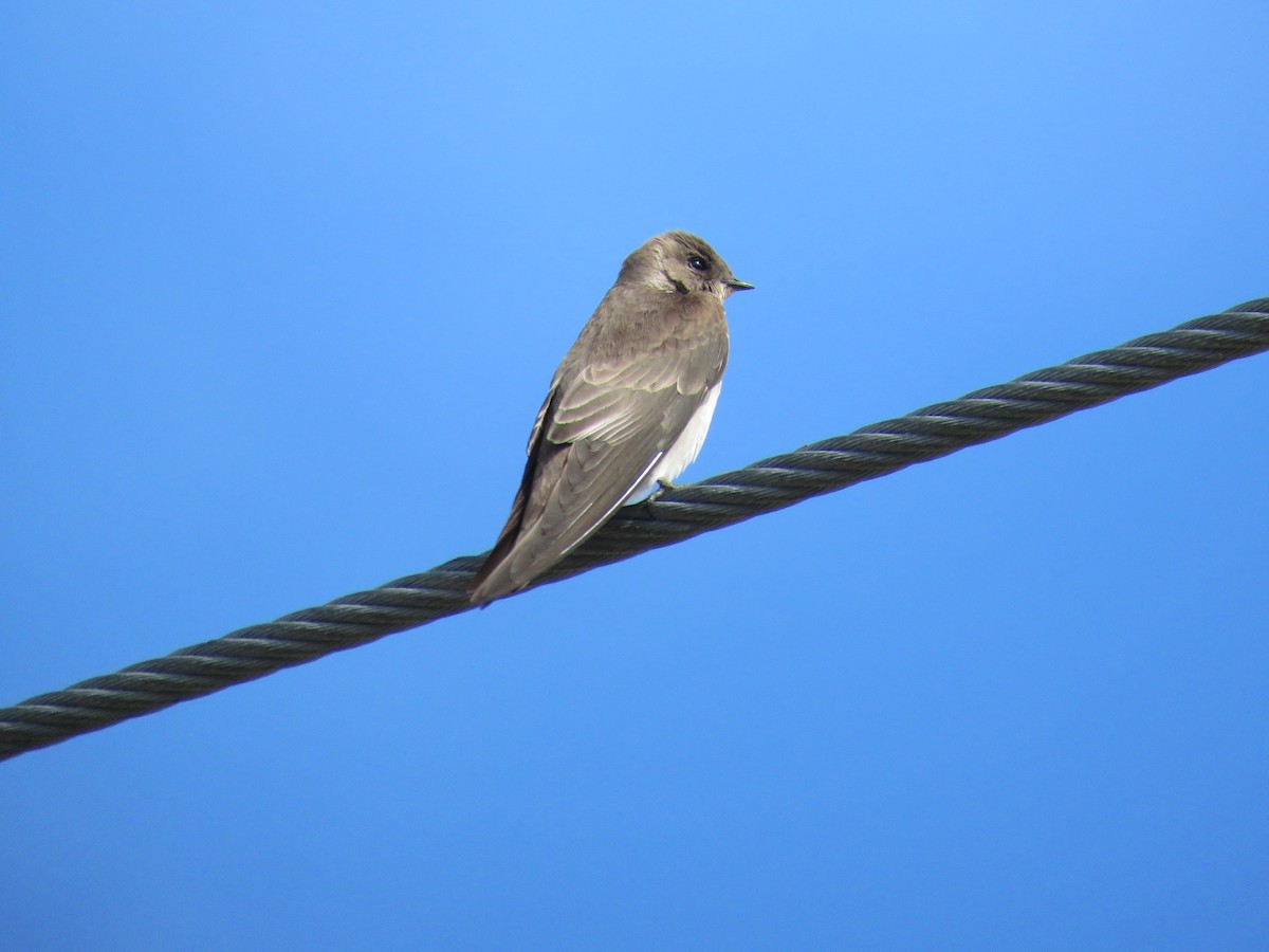 Northern Rough-winged Swallow - Ivar Alberto