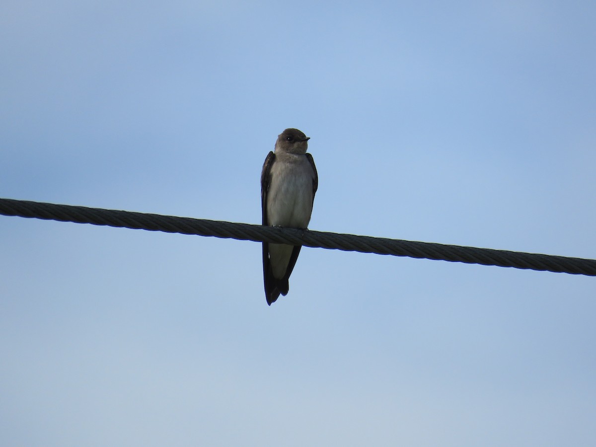 Northern Rough-winged Swallow - ML139781731