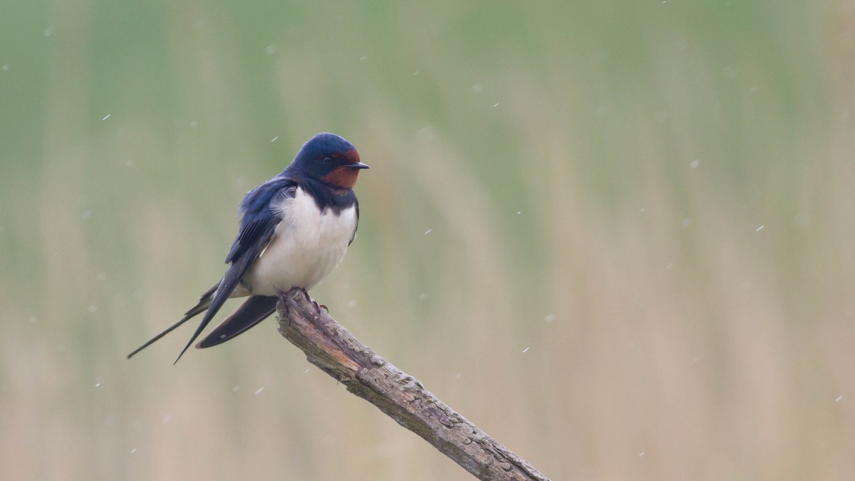 Barn Swallow (White-bellied) - ML139782501