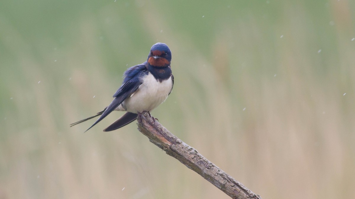 Barn Swallow (White-bellied) - ML139782511
