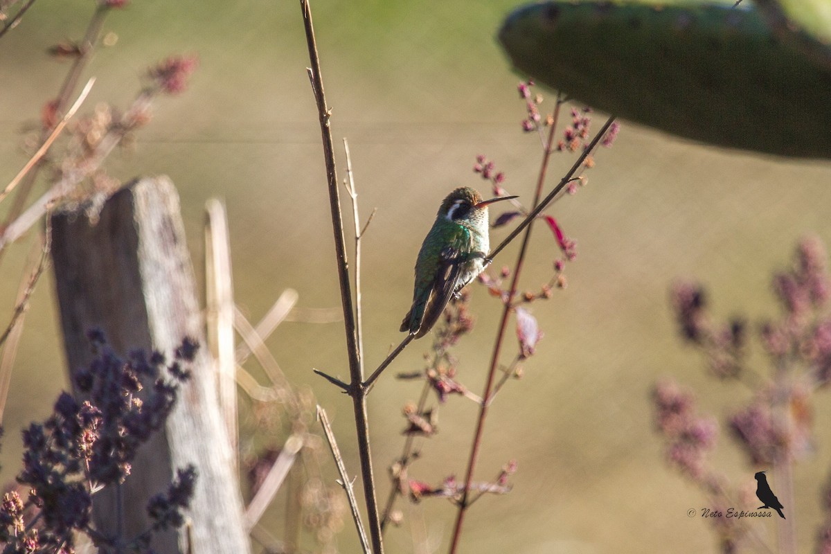 White-eared Hummingbird - ML139783381
