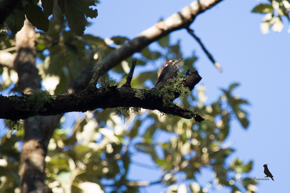 Arizona Woodpecker - ML139783471