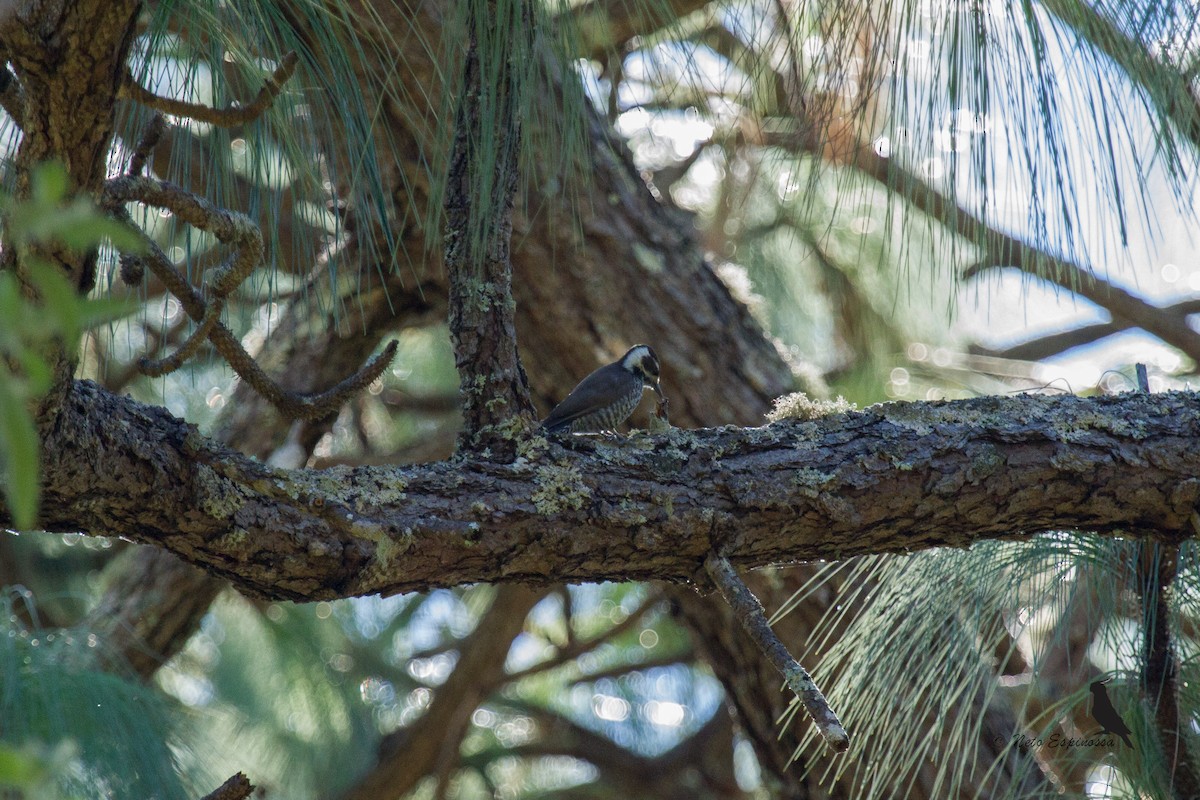 Arizona Woodpecker - ML139783511