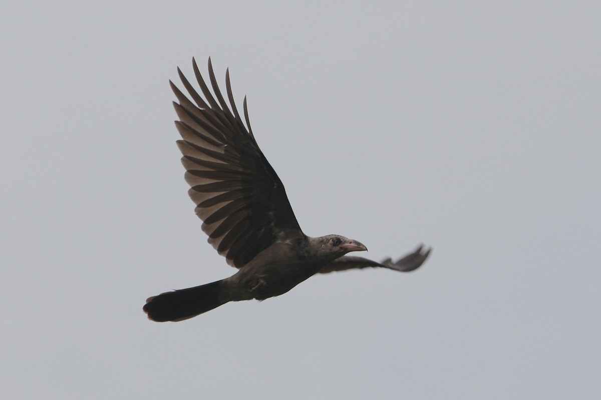 Новогвинейская ворона - ML139783921
