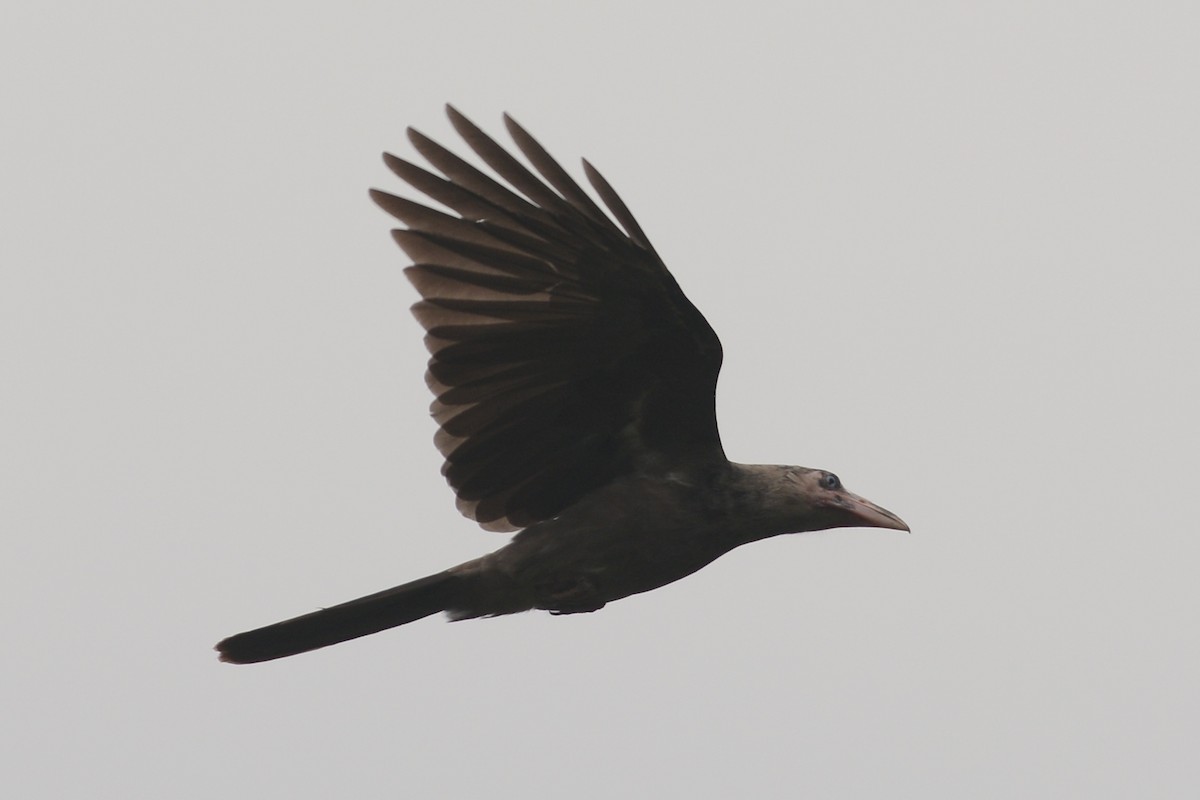 Gray Crow - ML139783931