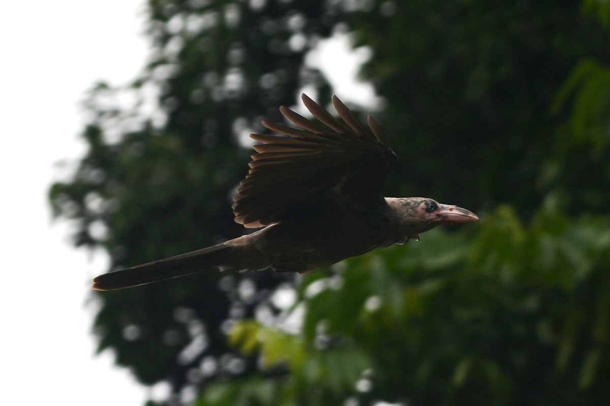 Новогвинейская ворона - ML139783991