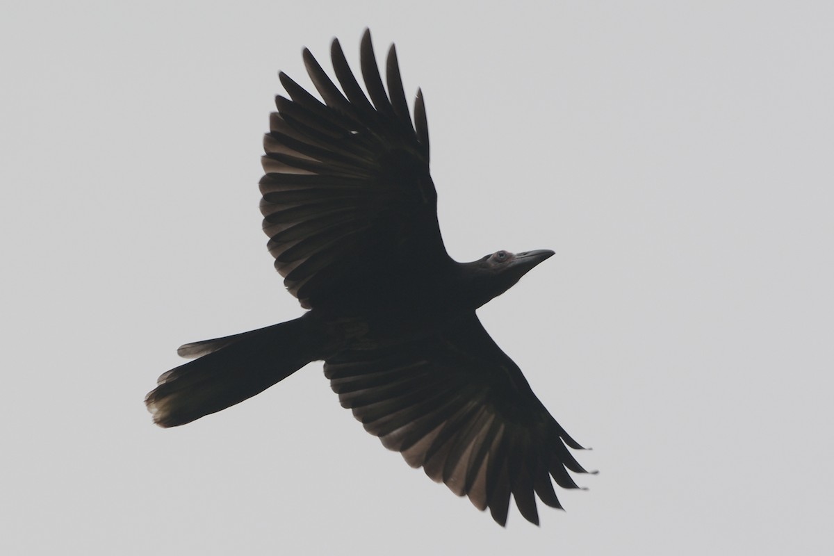 Новогвинейская ворона - ML139784061