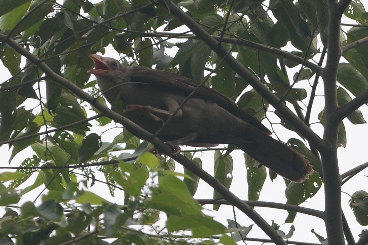 Новогвинейская ворона - ML139784131