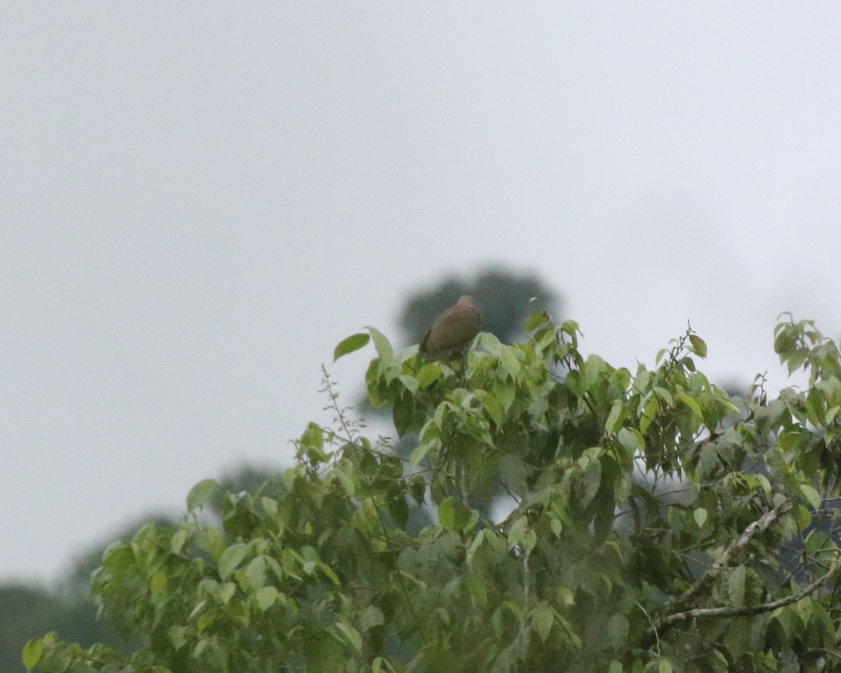 holub vínový (ssp. subvinacea/berlepschi) - ML139784151