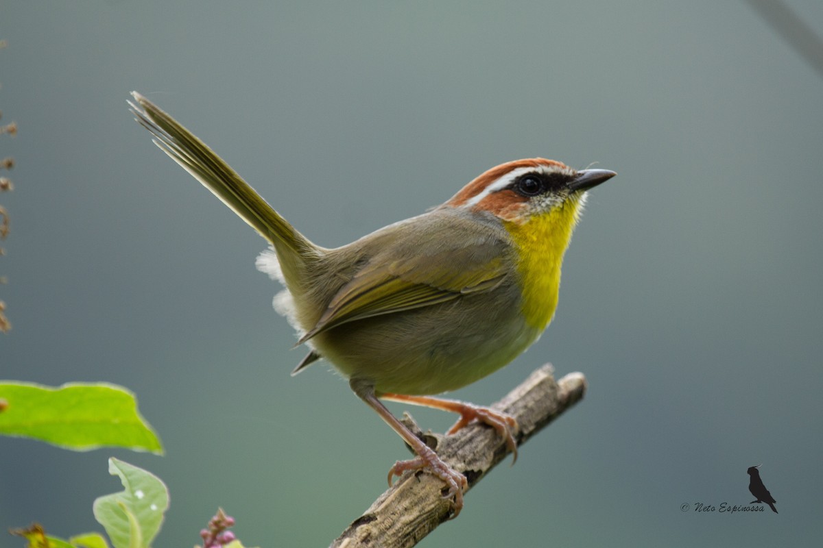 Rufous-capped Warbler - ML139784421