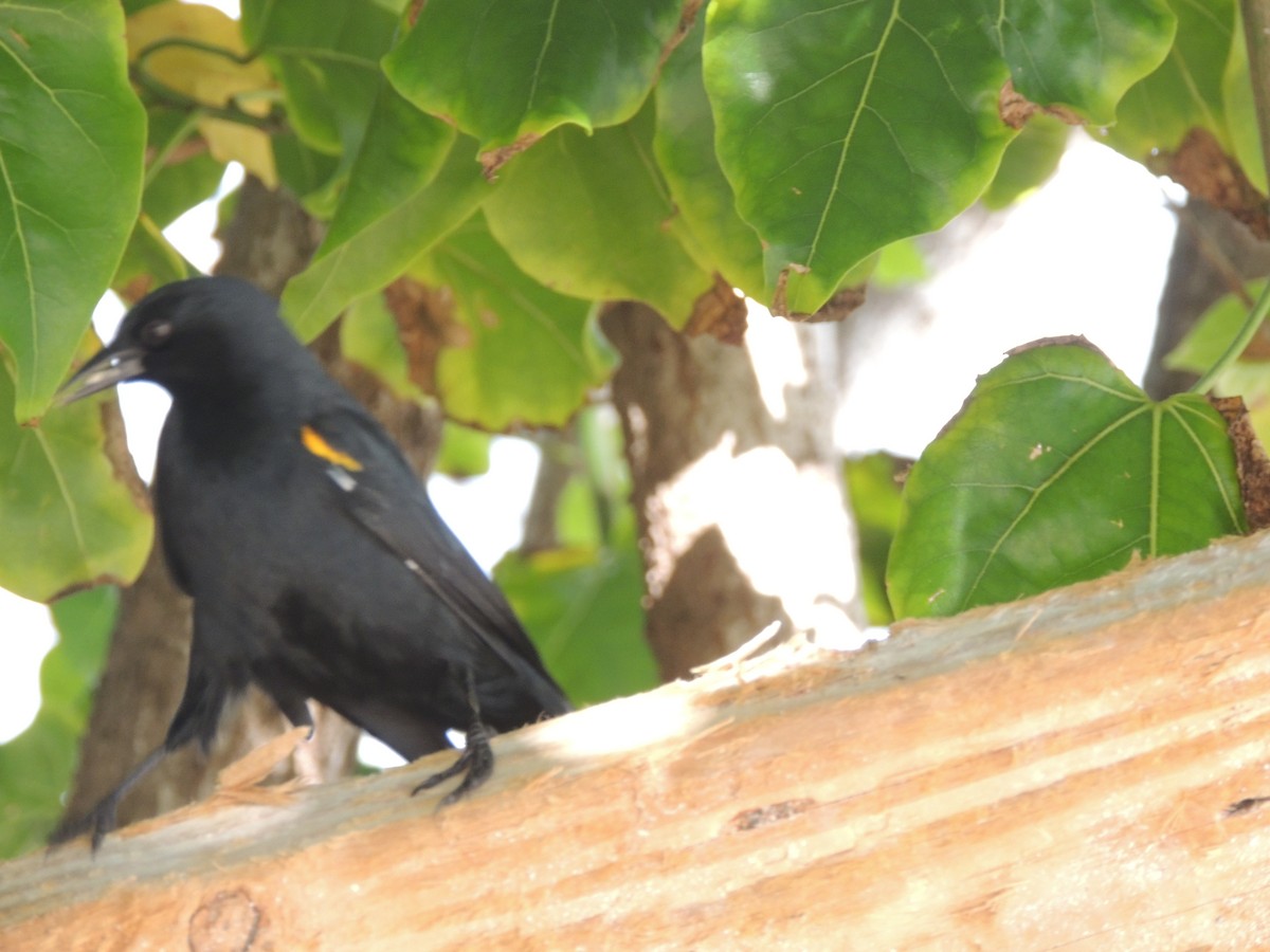 Yellow-shouldered Blackbird - Adrian Bonilla Salazar