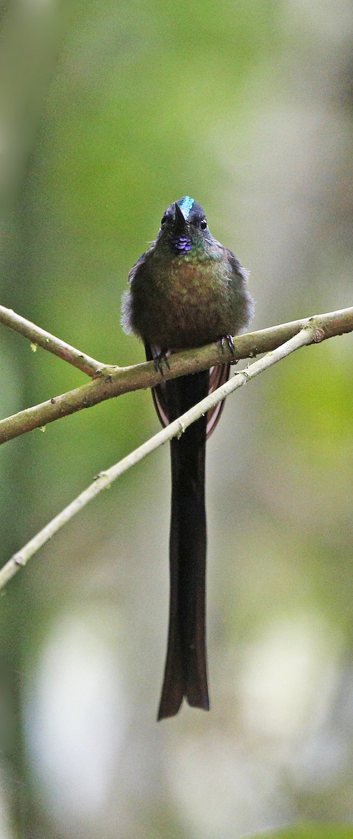 Violet-tailed Sylph - ML139785351