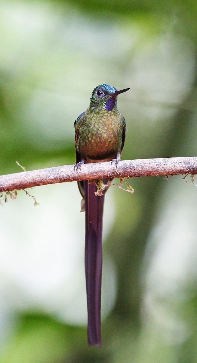 Violet-tailed Sylph - ML139785361