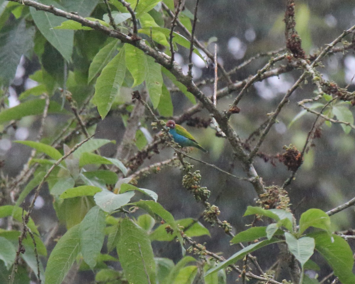 Bay-headed Tanager (Bay-and-blue) - Mike V.A. Burrell