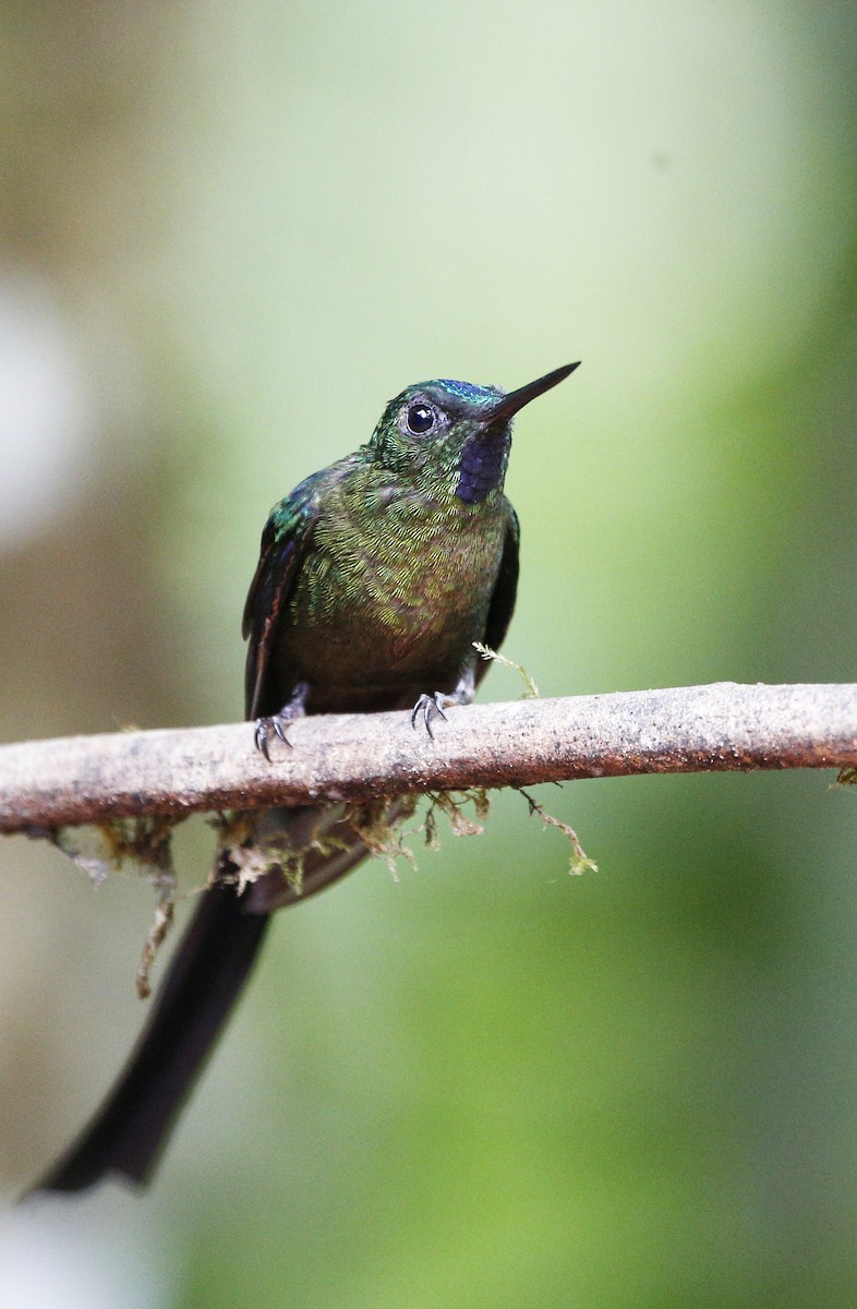 Violet-tailed Sylph - ML139785511