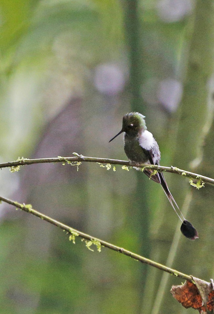 White-booted Racket-tail - Laura Keene